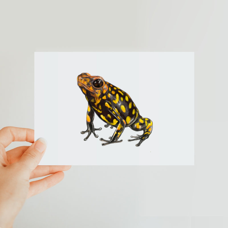 Harlequin poison frog Classic Postcard
