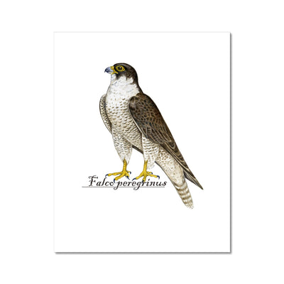 Peregrine Falcon Hahnemühle Photo Rag Print