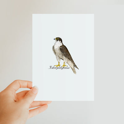 Peregrine Falcon Classic Postcard