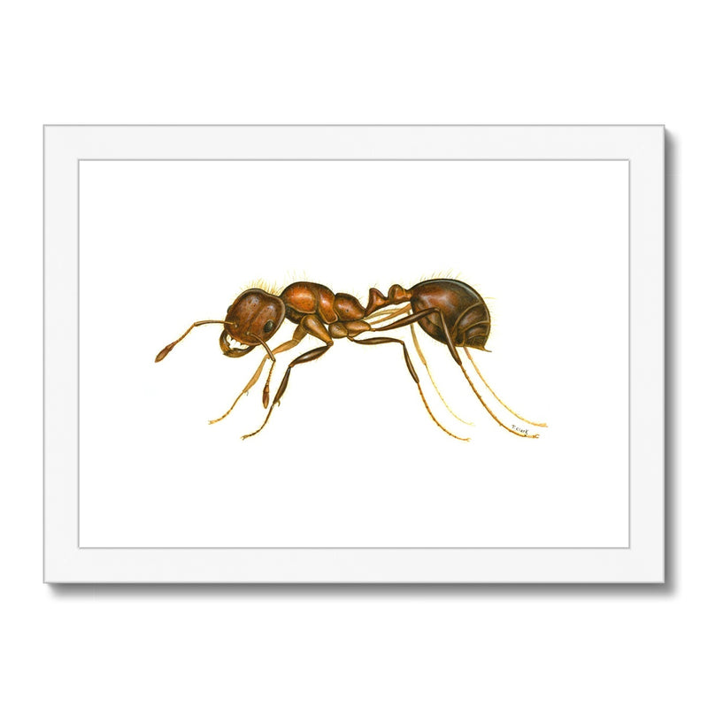 Fire Ant Framed & Mounted Print