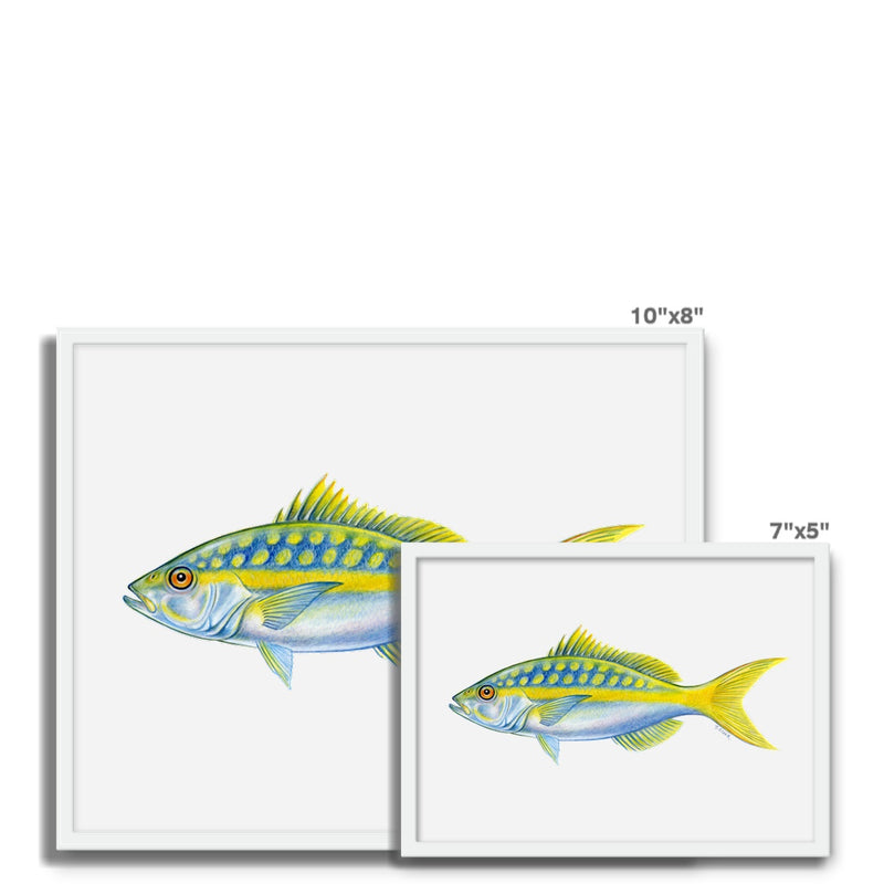 Yellowtail Snapper Framed Photo Tile