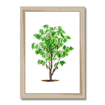 Cacao Tree Framed Print