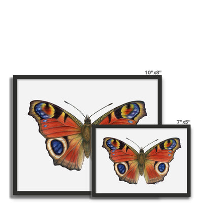 Peacock Butterfly Framed Photo Tile