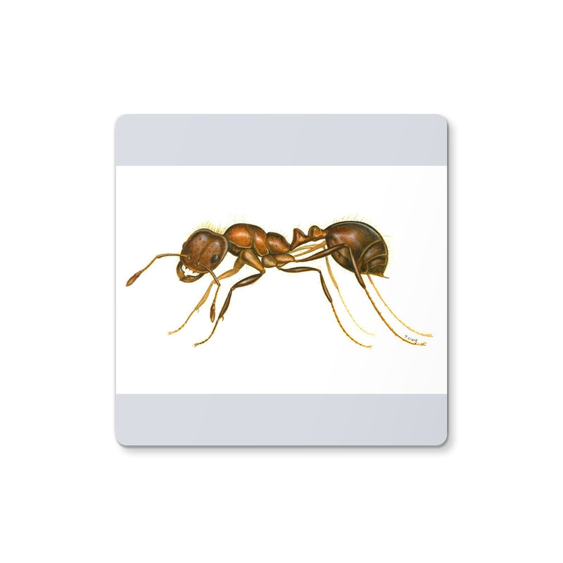 Fire Ant Coaster