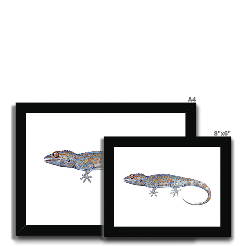 Tokay Gecko Framed Print