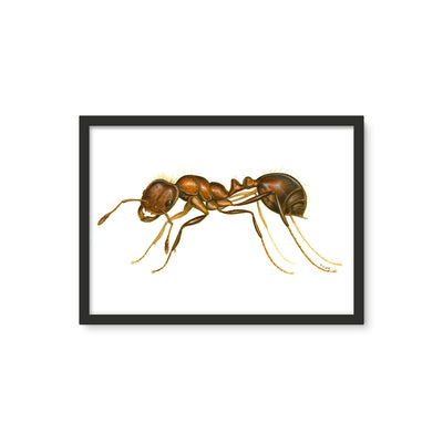 Fire Ant Framed Photo Tile