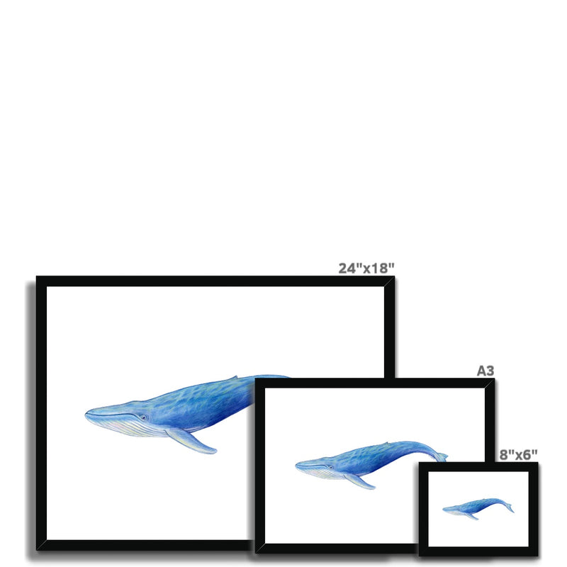 Blue Whale Framed & Mounted Print