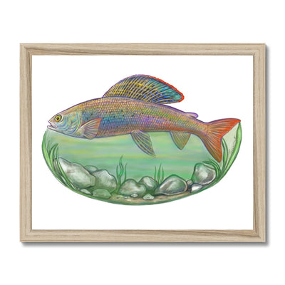 Arctic Grayling Framed Print