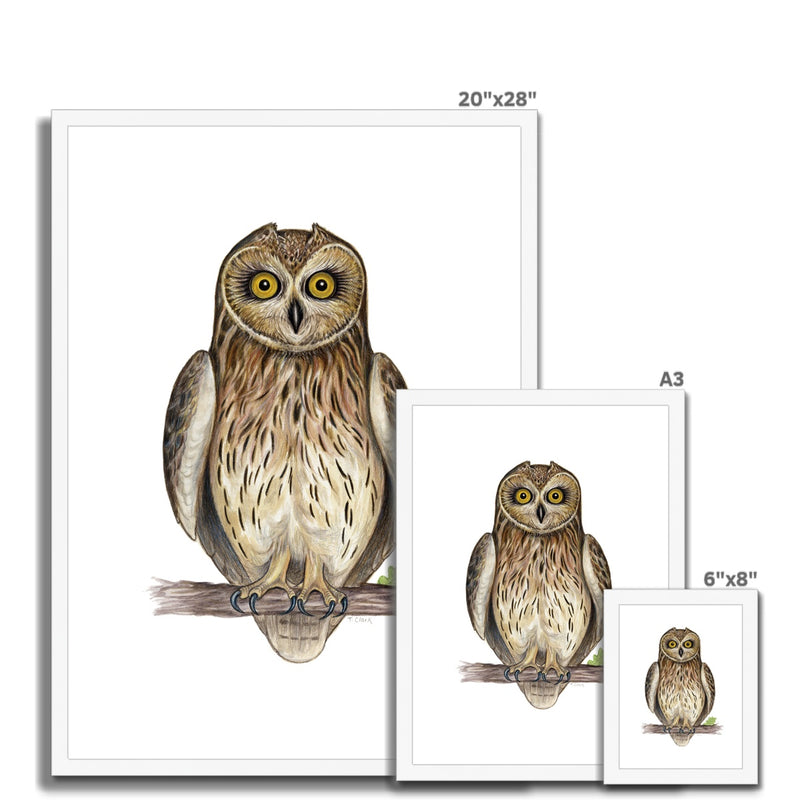 Short-eared Owl Framed Print