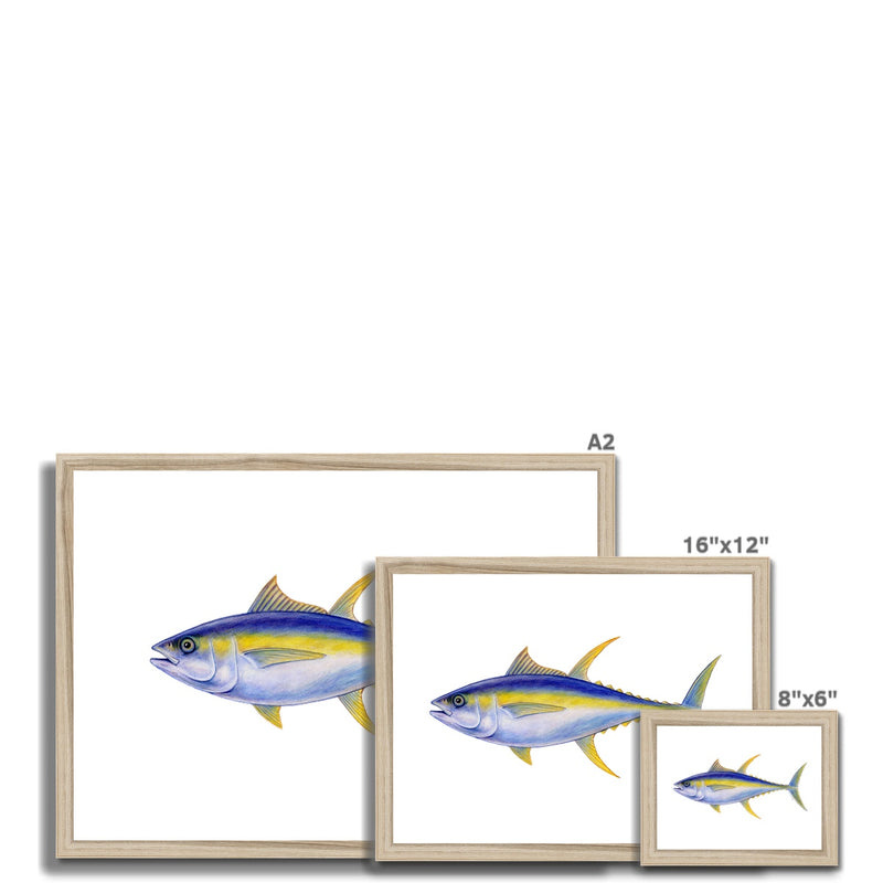 Yellowfin Tuna Framed Print