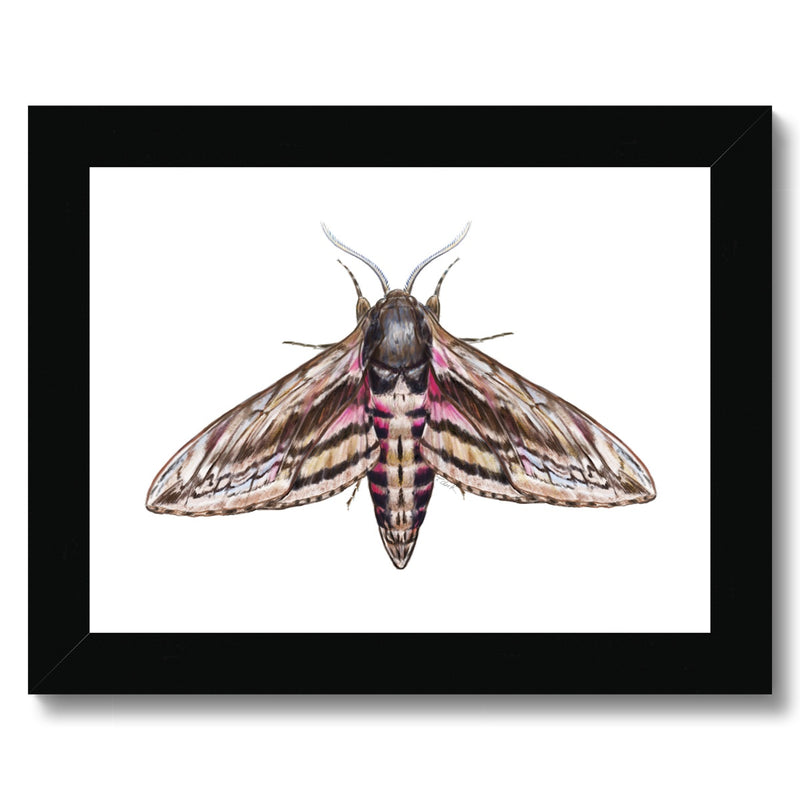 Hawkmoth Budget Framed Poster