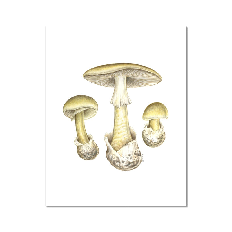 Deathcap Mushroom Hahnemühle German Etching Print