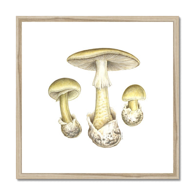 Deathcap Mushroom Framed & Mounted Print