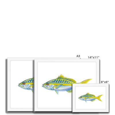 Yellowtail Snapper Framed Print