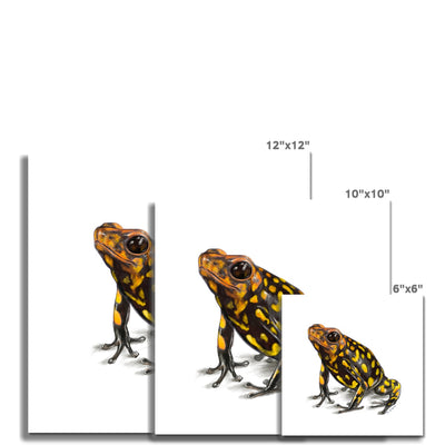 Harlequin poison frog Fine Art Print