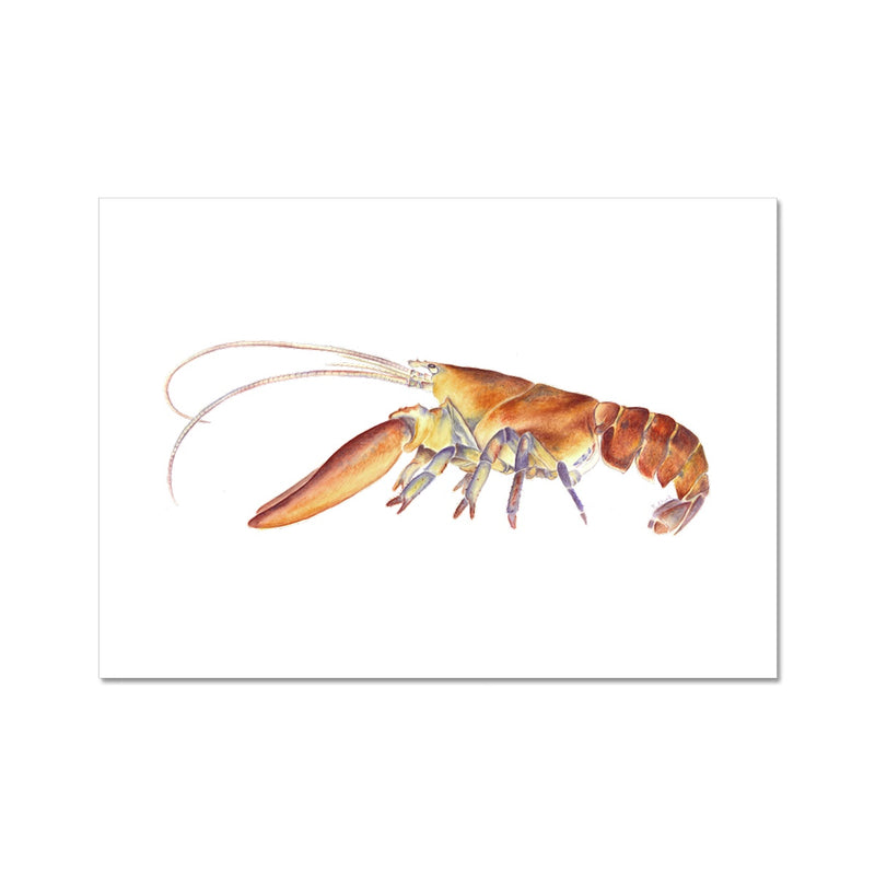 Northern Lobster Hahnemühle German Etching Print