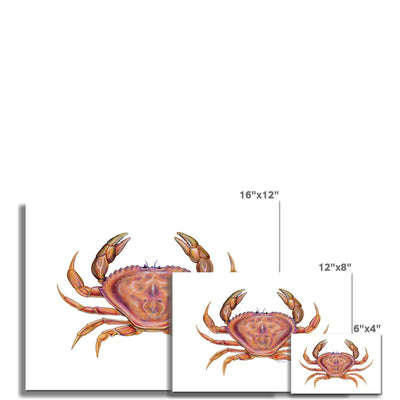 Dungeness Crab Hahnemühle German Etching Print