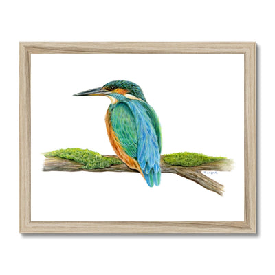 Kingfisher Framed Print