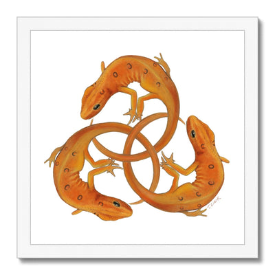Red Spotted Newt Framed Print