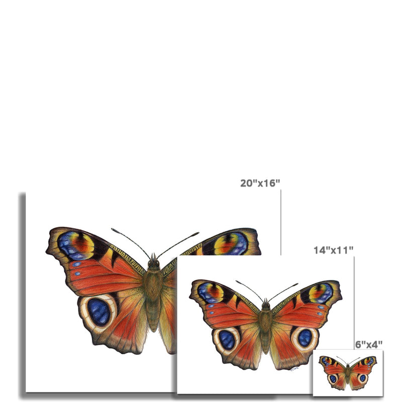 Peacock Butterfly Hahnemühle German Etching Print
