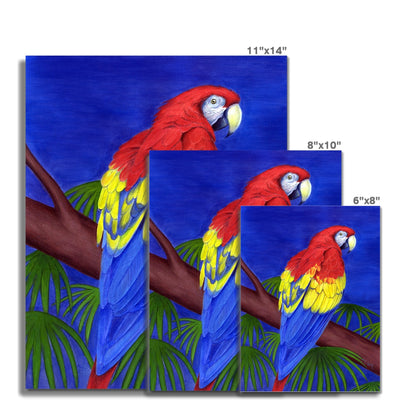 Scarlet Red Macaw Hahnemühle German Etching Print