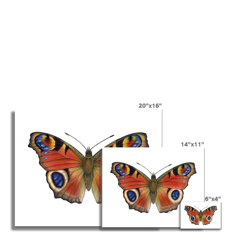 Peacock Butterfly Fine Art Print