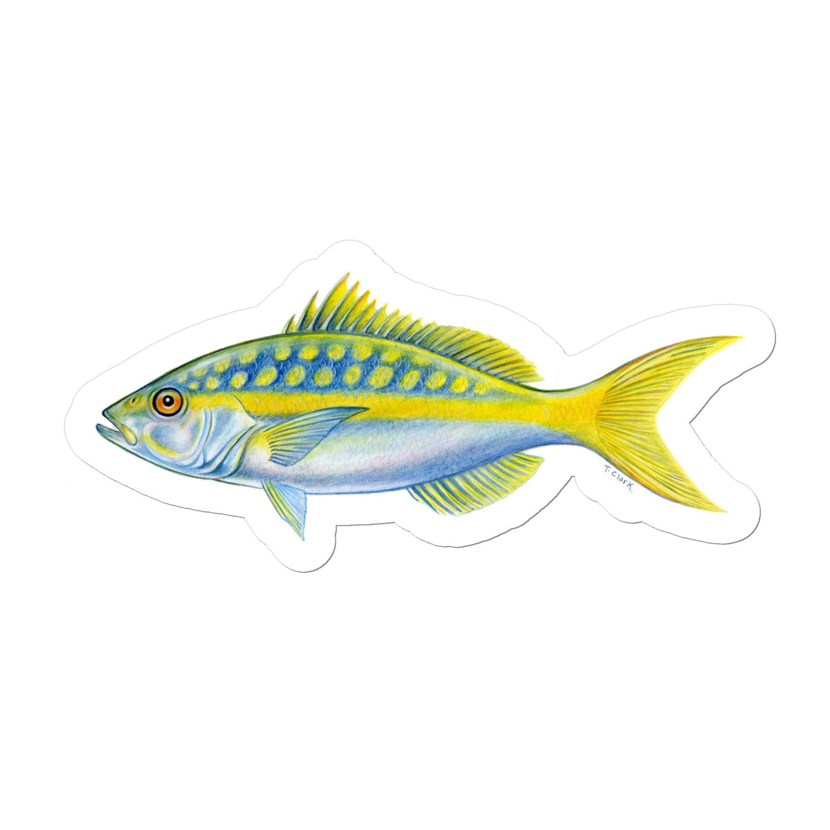 Yellowtail Snapper Sticker – Tamara L Clark