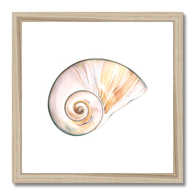 Northern Moonsnail Framed & Mounted Print