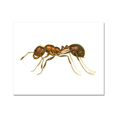 Fire Ant Hahnemühle Photo Rag Print