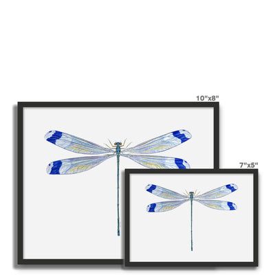 Helicopter Damselfly Framed Photo Tile