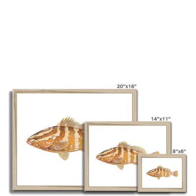 Grouper Framed Print