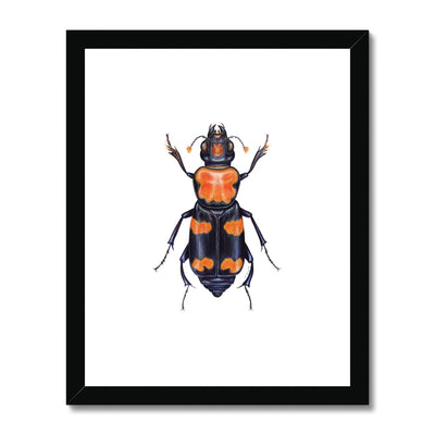 Burying Beetle Framed & Mounted Print