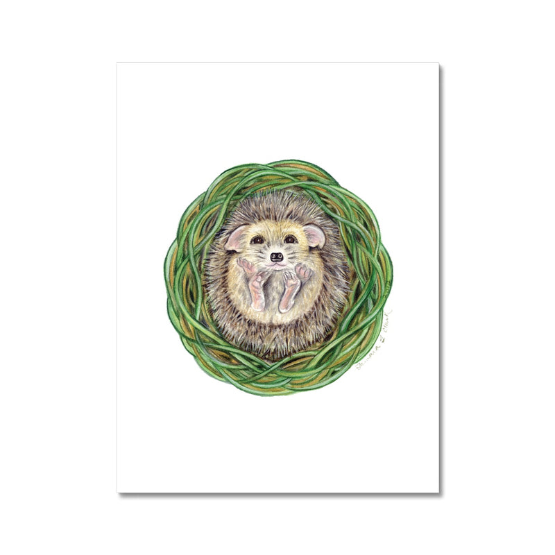 Hedgehog  Fine Art Print