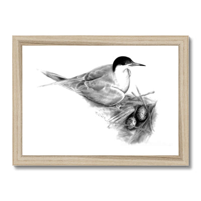 Common Tern Framed Print
