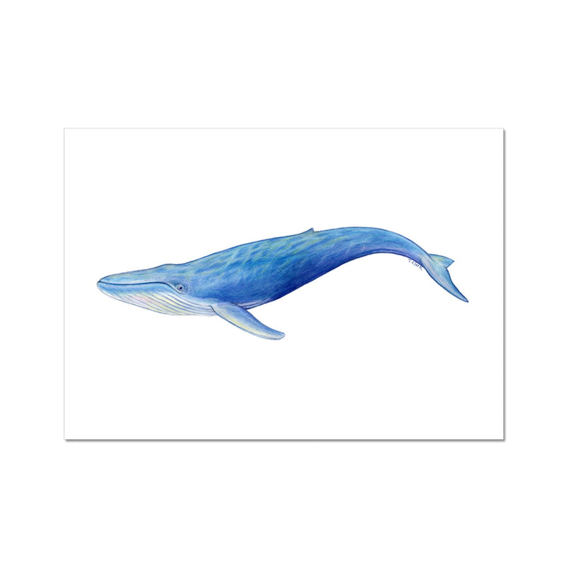Blue Whale Hahnemühle German Etching Print