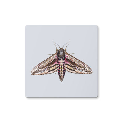 Hawkmoth Coaster