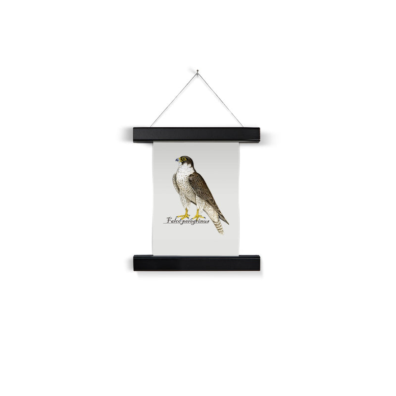 Peregrine Falcon Fine Art Print with Hanger