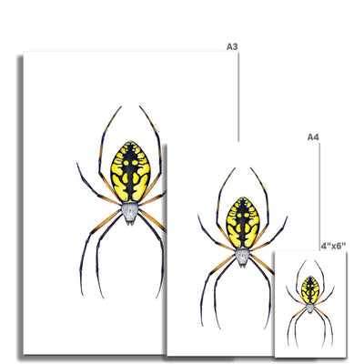 Argiope Spider Fine Art Print