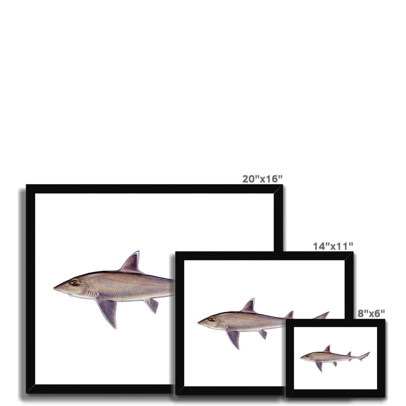 Smooth Dogfish Framed Print