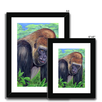 Gorilla gorilla  Framed & Mounted Print