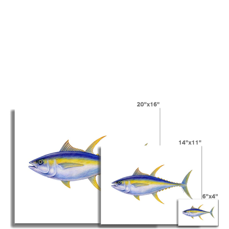 Yellowfin Tuna Hahnemühle Photo Rag Print