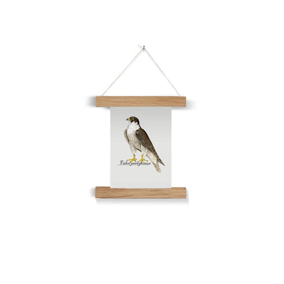 Peregrine Falcon Fine Art Print with Hanger