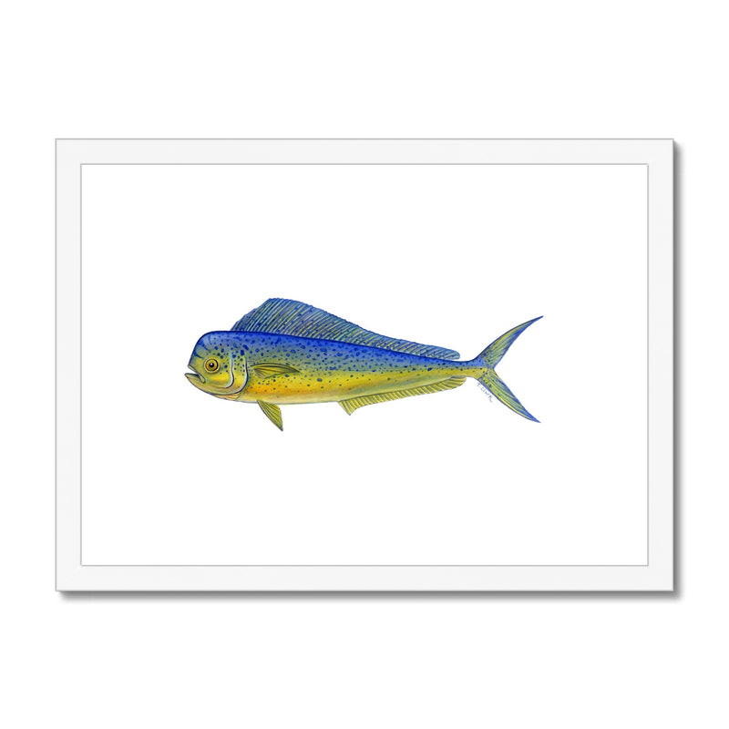 Mahi Mahi Framed & Mounted Print