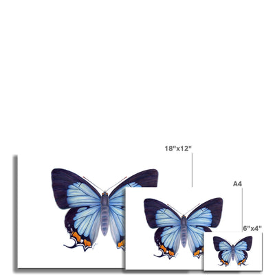Imperial Blue Butterfly Hahnemühle Photo Rag Print