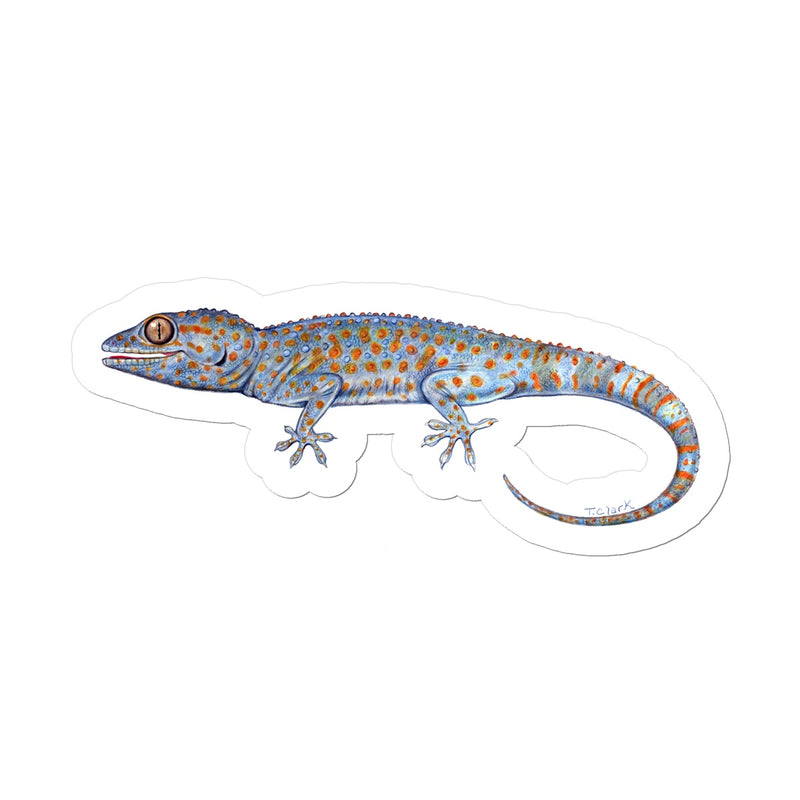 Tokay Gecko Sticker