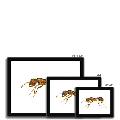 Fire Ant Framed Print