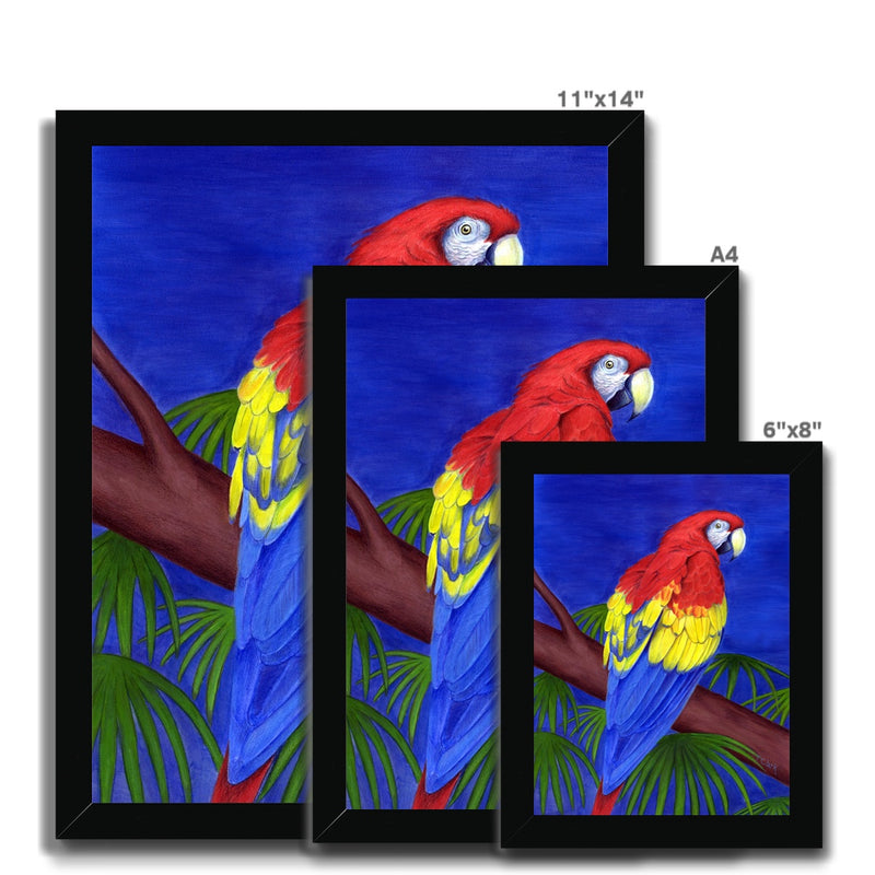 Scarlet Red Macaw Framed Print