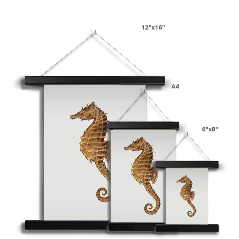 Northern Seahorse Fine Art Print with Hanger