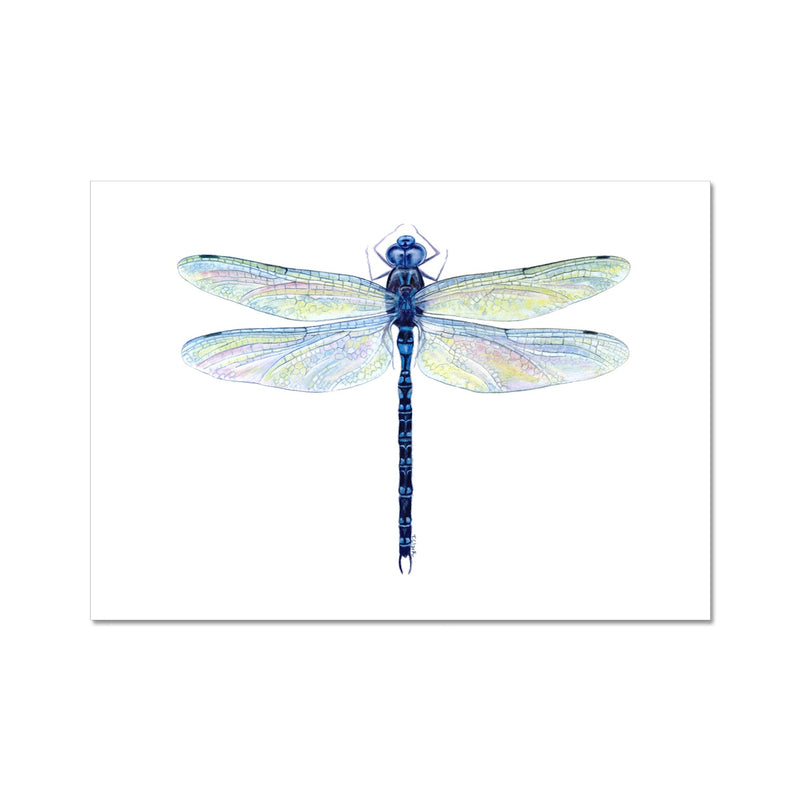 Spatterdock Darner Dragonfly Hahnemühle German Etching Print