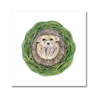 Hedgehog  Fine Art Print
